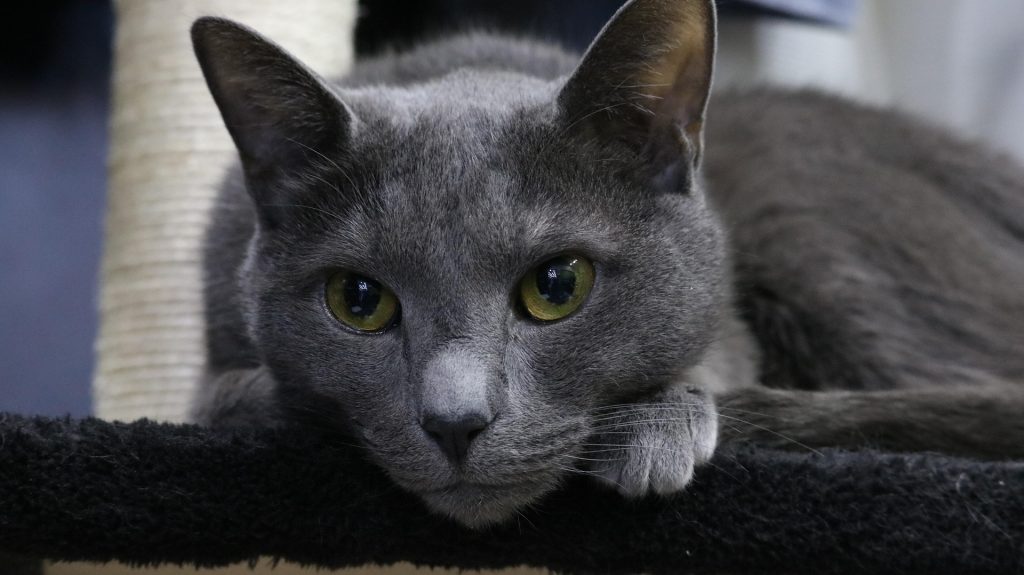 chat bleu russe