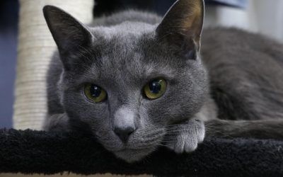 🐾 Guide des Races Chat Bleu Russe : Le guide complet pour tout savoir sur ce félin élégant