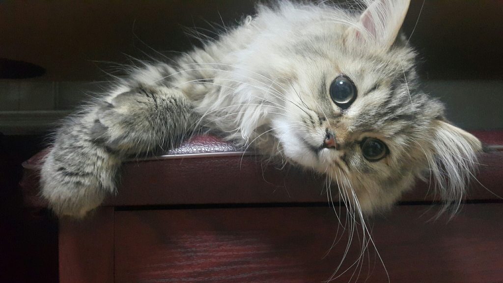 chat persan