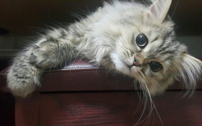 🐾 Guide des Races Chat persan : caractère, soins, prix et conseils d’adoption