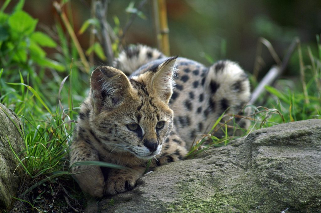 Serval, ce félin majestueux qui fascine les amoureux des chats chat serval