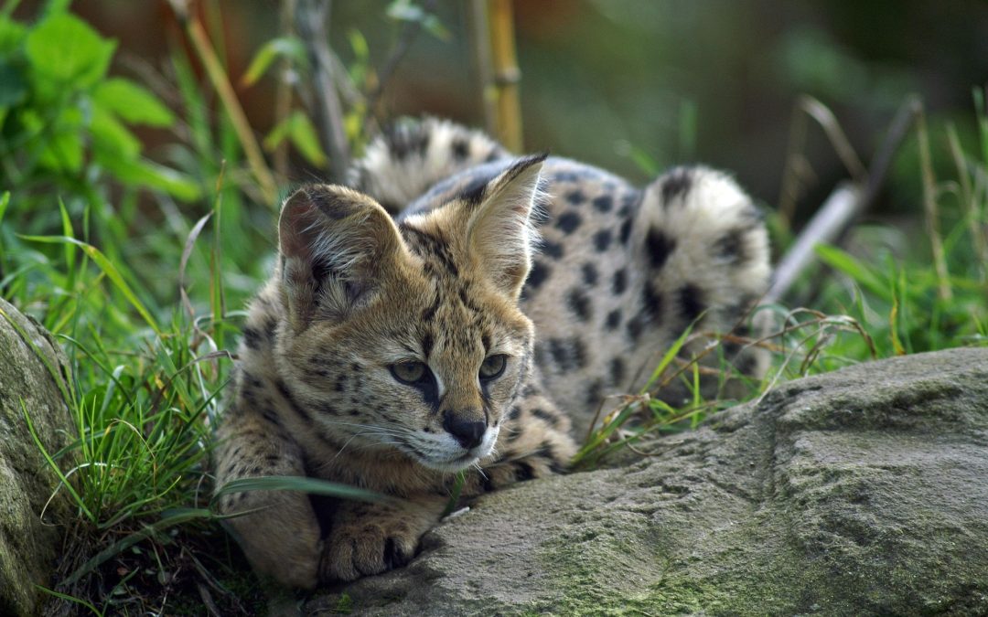 chat serval