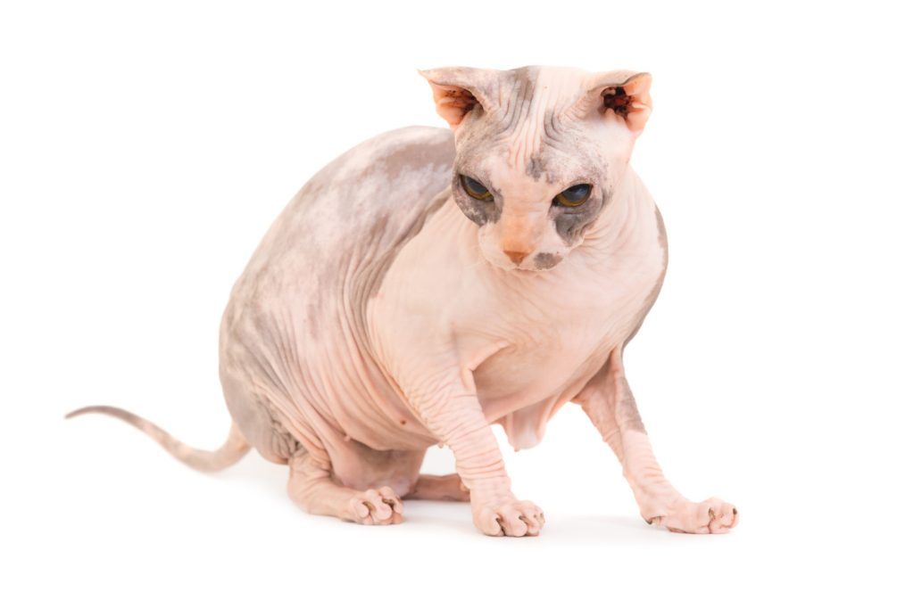 Chat sans poils : moins de poils, plus de drama Levkoy ukrainien chat sans poils