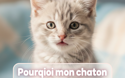 Home Pet Miaulement chaton : comprendre et calmer son petit félin