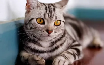 🐾 Guide des Races American Shorthair : Guide complet du chat américain