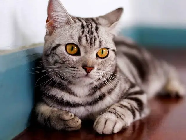 chat American Shorthair