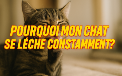 Home Pet Léchage excessif du chat : causes et solutions