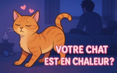 Home Pet Chat en chaleur : symptômes, durée et solutions efficaces