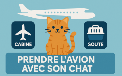 Home Pet Prendre l’avion avec son chat : règles, prix et conseils