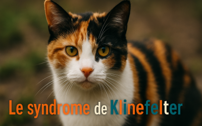 Home Pet Chat mâle tricolore : le syndrome de Klinefelter expliqué