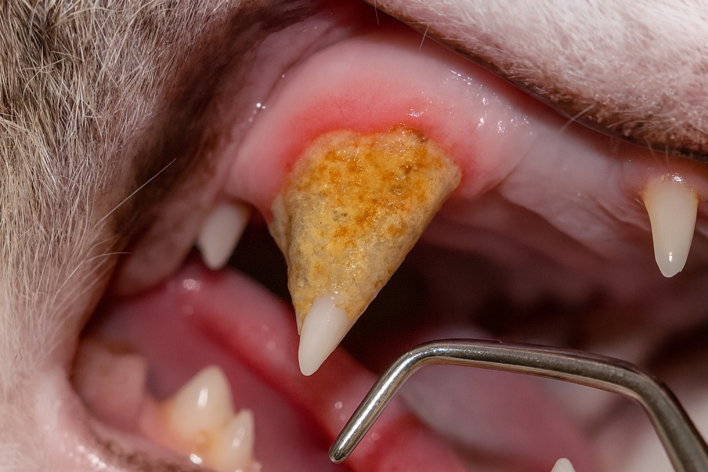 Mauvaise haleine du chat : causes, solutions et prévention 90830d7f ad8e 4a2b a6de 0e4f0199c471