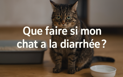 Home Pet Que faire si mon chat a la diarrhée ?