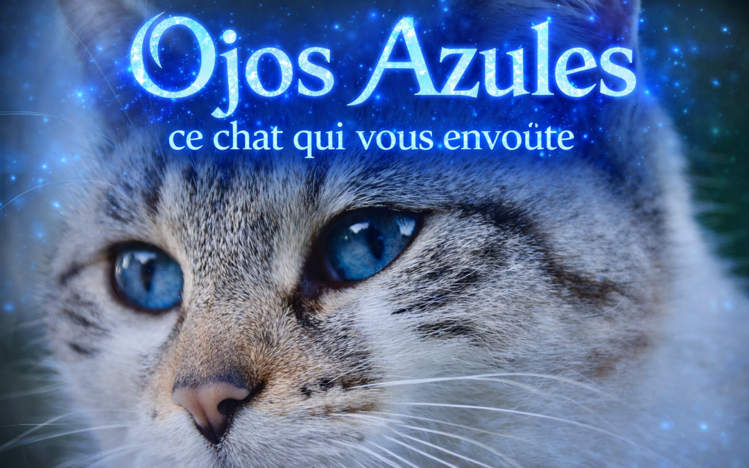 ojos azules race de chat