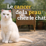 Le cancer de la peau chez le chat