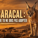 Caracal : pourquoi ramener ce lynx du désert chez toi est une très mauvaise idée Caracal le chat que tu ne peux pas adopter