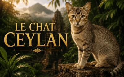 Home Pet Chat Ceylan : caractère, santé et prix de cette race rare