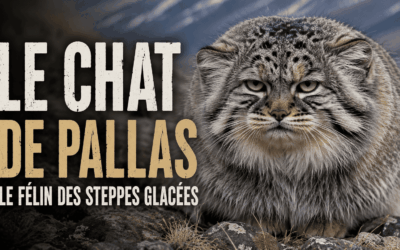 Home Pet Chat de Pallas (Manul) : le félin grognon qui a conquis Internet