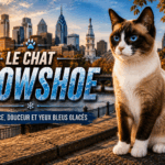 Chat Snowshoe : race rare aux pattes blanches Race de chat snowshoe