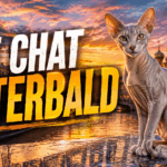 Le chat de race peterbald